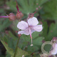 Geranium cant. 'Harz' GM P9
