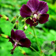 Geranium ph. 'Mourning Widow' GM P9