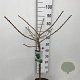 Ginkgo bil. 'Mariken' 60 cm stam 7,5L