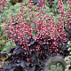 Heuchera 'Timeless Night' GM P9