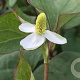 Houttuynia cordata 'Plena' GM P9