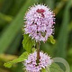 Mentha aquatica GM P9 leverbaar