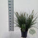 Pennisetum al. 'Hameln' 30-40 cm 6,5L
