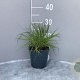 Pennisetum alopecuroides GM 2,0L