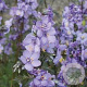 Polemonium y. 'Purple Rain' GM P9