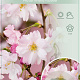Prunus subh. 'Autumnalis Rosea' 90 cm stam 7,5L