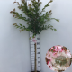 Prunus subh. 'Autumnalis Rosea' 90 cm stam 7,5L
