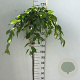Prunus yedoensis 'Ivensii' 150 cm stam 10L
