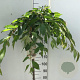 Prunus yedoensis 'Ivensii' 150 cm stam 10L