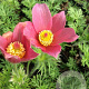 Pulsatilla v. 'Rosen Glocke' GM P9