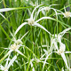 Rhynchospora colorata GM P9 leverbaar