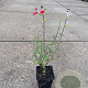 Salvia micr. 'Hot Lips' GM P9