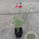 Salvia micr. 'Hot Lips' GM P9