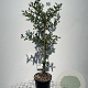 Ilex aquifolium 100-125 cm 5,0L