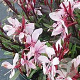 Gaura lindh. 'Gaudi Medium Pink' GM  P11