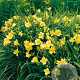 Hemerocallis 'Happy Returns' GM P9