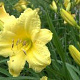Hemerocallis 'Happy Returns' GM P9