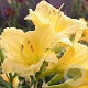 Hemerocallis 'Happy Returns' GM P9