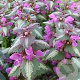 Lamium maculatum 'Roseum' GM P9
