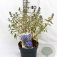 Caryopteris cland. Sterling Silver 30-40 cm 3,0L