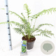 Dicksonia antarctica 30-40 cm 5,0L