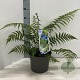 Dicksonia antarctica 30-40 cm 5,0L