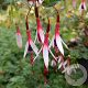 Fuchsia magel. 'Arauco' GM P9