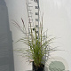 Miscanthus sin. 'Ferner Osten' GM 2,0L