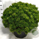 Pinus mugo pumilio 60-70 cm 35L plat