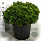 Pinus mugo pumilio 60-70 cm 35L plat