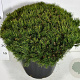 Pinus mugo pumilio 60-70 cm 35L plat
