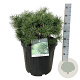 Pinus sylv. Blue Pearl 50-60 cm 30L extra