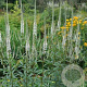 Veronicastrum virginicum 'Alba' GM P9