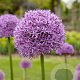 Allium 'Gladiator' GM  P11