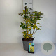 Forsythia 'Goldrausch' 50-60 cm 6,5L