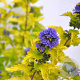 Caryopteris cland. Hint of Gold 30-40 cm 3,0L