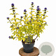 Caryopteris cland. Hint of Gold 30-40 cm 3,0L