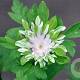 Anemone nem. 'Monstrosa' GM P9