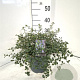 Ceanothus thyrsiflorus repens 40-50 cm 5,0L