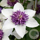 Clematis florida sieboldiana 80 cm rozenpot 2L