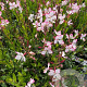 Gaura l. Rosy Jane GM P9