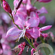 Gaura l. Rosy Jane GM P9