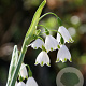 Leucojum aestivum 'Gravetye Giant' GM P9