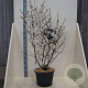 Magnolia stellata 125-150 cm 20L meerstammig