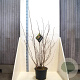 Physocarpus opulif. Diable d'Or 150-175 cm 20L