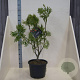 Sorbus 'Dodong' 80-100 cm 20L meerstammig