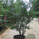 Acer palmatum 200-250 cm container meerstammig