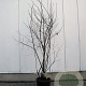 Amelanchier lamarckii 175-200 cm container meerstammig