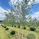 Betula nigra 500-600 cm draadkluit meerstammig