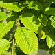 Carpinus betulus 12-14 HO container